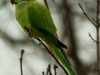 parakeet_earlswood_jan_2012-12